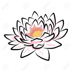 Stock Vector | Water lilys | Lotus flower art, Lotus flower ...