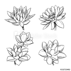 Lotus flowers, Sketch vector illustration, Lotus clip art ...