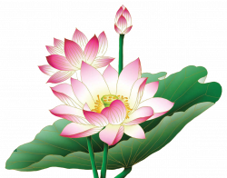 Lotus Flower PNG HD Transparent Lotus Flower HD.PNG Images. | PlusPNG