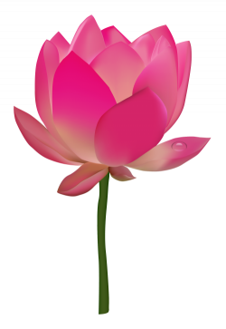 Lotus Flower PNG Transparent Image - PngPix