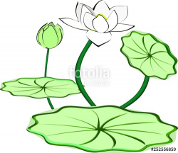 Lotus flowers, blooming and buds, leaves and stalks, yellow ...