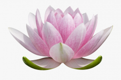 Lotus Clipart Lotus Blossom - Transparent Background Lotus ...