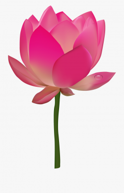 Lotus Clipart - Lotus Flower In Png #181608 - Free Cliparts ...