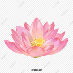 Lotus Flowers, Lotus Clipart, Lotus, Flowers PNG Transparent ...