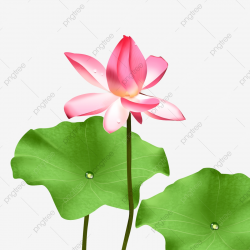 Lotus Object, Lotus Clipart, Lotus, Flower PNG Transparent ...