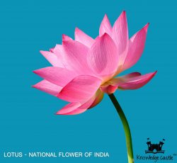 Lotus - The national flower of India. | India! | Flowers ...