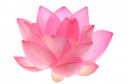 Indian Sacred Lotus: Nelumbo nucifera ;Family: Nelumbonaceae ...