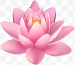 Massage Lotus Flower Images, Massage Lotus Flower PNG, Free ...