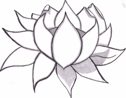 Drawn Lotus pencil art 4 - 1024 X 803 Free Clip Art stock ...
