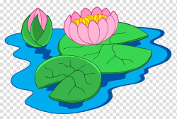 Nymphaea alba , Lotus in lotus pond transparent background ...