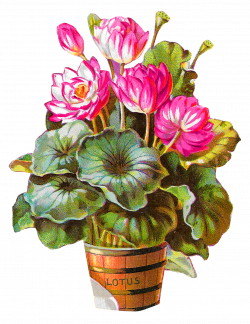 Antique Images: Royalty-Free Lotus Flower Potted Plant Barrel ...
