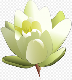 White Lily Flower clipart - Water, Flower, Green ...