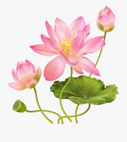 Lotus Flower Png - Real Lotus Flower Png #1830576 - Free ...