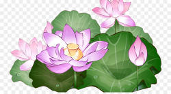 Lotus Background png download - 800*491 - Free Transparent ...