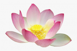 Clipart Lotus Flower - Lotus Flower Free #14744 - Free ...