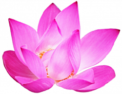 Splendidly Pink Lotus by jeanicebartzen27 on DeviantArt