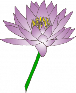 Water Lily Images Free. White Water Lily D Model. Free Hardy Water ...