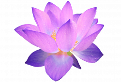 Purple Flower transparent PNG - StickPNG