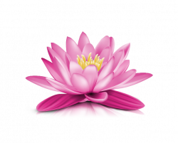 Image result for images for lotus flower with transparent ...
