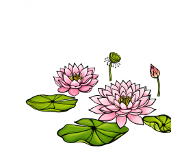 Watercolor painting Illustration - Lotus lotus 4000*3600 transprent ...