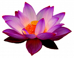 Nelumbo nucifera Lotus Yoga Fit Flower Clip art - waterlily 1409 ...