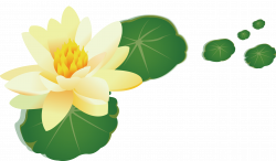 Nelumbo nucifera Yellow Leaf - Yellow lotus lotus 2662*1564 ...
