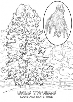 Louisiana State Tree coloring page | Free Printable Coloring ...