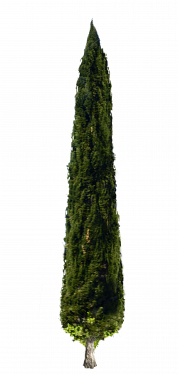 Collection of 14 free Cypresses clipart transparent. Download on ubiSafe