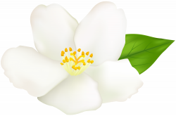 Magnolia Flower Clipart at GetDrawings.com | Free for personal use ...