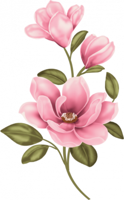 19 Magnolia clipart HUGE FREEBIE! Download for PowerPoint ...