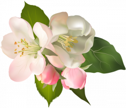 Magnolia Clipart at GetDrawings.com | Free for personal use Magnolia ...