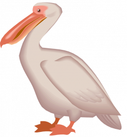 19 Pelican clipart HUGE FREEBIE! Download for PowerPoint ...