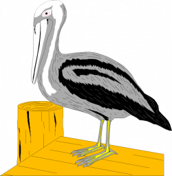 Brown Pelican Clipart at GetDrawings.com | Free for personal use ...