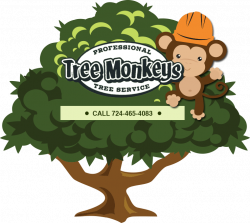 Tree removal, tree trimming, stump grinding | Indiana, PA | Tree ...
