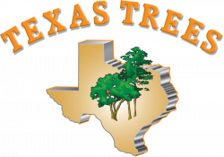 Texas Trees | Tree Service San Antonio, TX | Tree Trimming