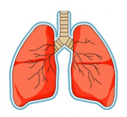 Lung Clipart | Clipart Panda - Free Clipart Images
