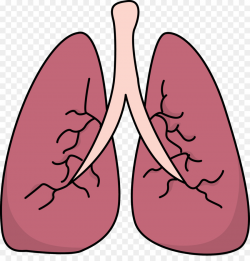 Lung Clip art - Small Lungs Cliparts png download - 2107*2160 - Free ...