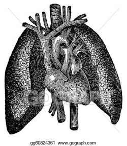 Clipart - Anatomical heart and lung engraving. Stock ...