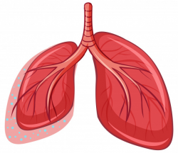Human Lung on White Background - Nohat
