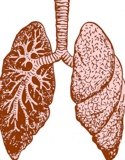Lungs, Structure, Human, Humanoid, Organ, Healthcare ...