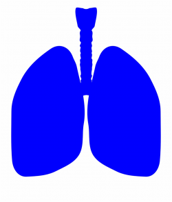 Lungs Human Body Anatomy Body Png Image - Lungs Clipart Blue ...