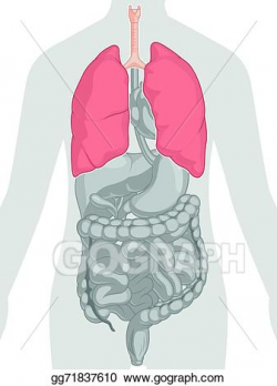 Vector Art - Human body anatomy - lungs. Clipart Drawing ...
