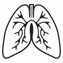 20 gasp worthy facts about the respiratory system by Sophie Mannes ...