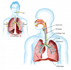 Breathing: Why and How? | CK-12 Foundation