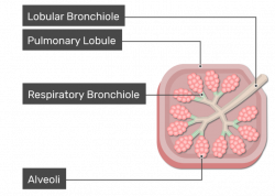 Bronchioles of the Lungs