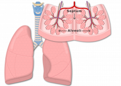 Secondary Pulmonary Lobules of the Lungs