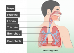 Respiratory System Anatomy - Major Zones & Divisions