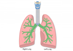 Bronchial Tubes Structure, Functions, & Location | Bronchus ...