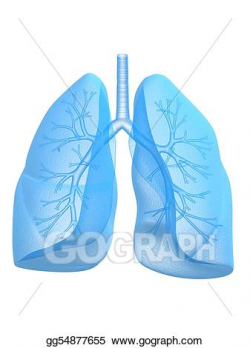 Stock Illustration - Lung and bronchi. Clipart Illustrations ...