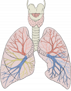 COPD on emaze